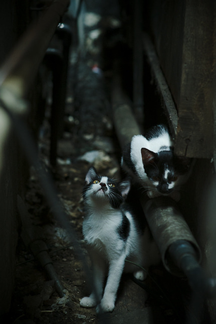 _沙滩鸟巢跑:一场充满趣味的海滩运动秀_,沙滩鸟图片